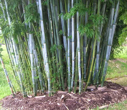 Clumping Bamboo
(Bambusa spp.)