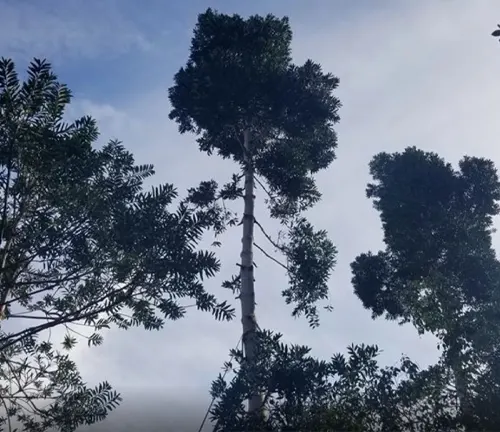 Agathis corbassonii
(Sulawesi Kauri)