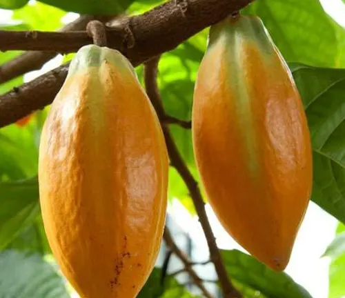 Nacional
(Theobroma cacao var. nacional)