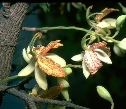 Tamarindus indica var. officinalis