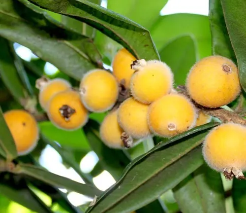 Plinia jaboticaba
(Yellow Jabuticaba)