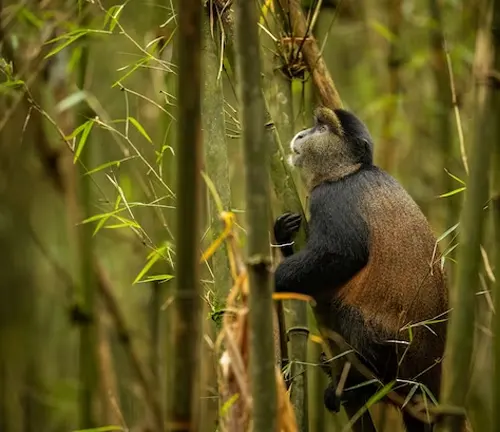 Monkey climbing a Golden Bamboo tree in a forest