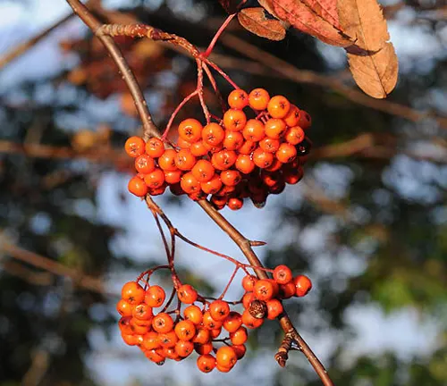 Sorbus commixta
(Japanese Rowan)