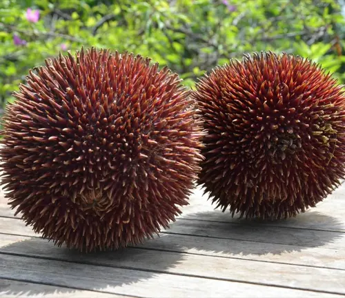 Two round, spiky Durio dulcis fruits on a wooden surface with greenery in the background