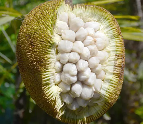 Close-up view of a cut Artocarpus odoratissimus fruit revealing its white flesh, set against a blurred tropical forest backdrop