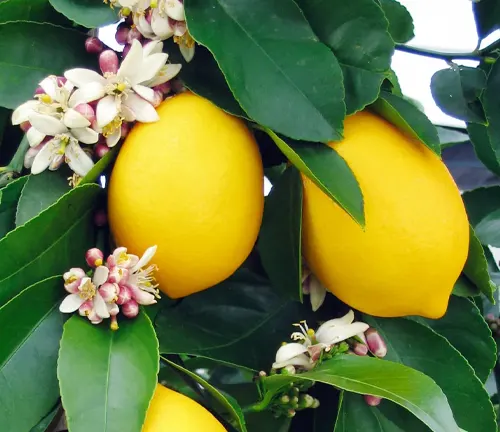 Two ripe Citrus limon (lemons) hanging from a tree with white flowers and dark green leaves