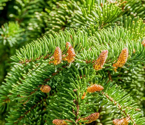 Close-up of Abies nordmanniana branches with green needles and small cones