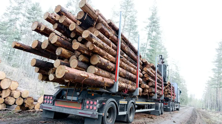 A truck carrying a load of timber on a dirt road in a forested area