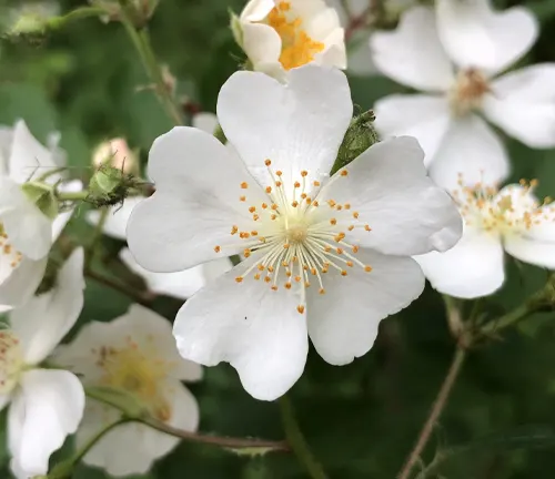 Close-up of a white Rosa multiflora flower with yellow stamens, surrounded by green leaves and other white flowers