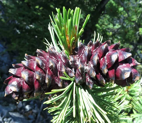 Close-up of two deep red-brown Whitebark Pine cones tightly clustered on a branch with bright green needles, set against a blurred rocky landscape