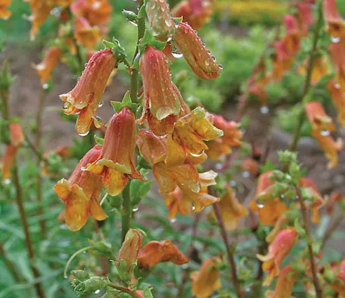 Close-up of orange and yellow Digitalis obscura flowers in a garden setting