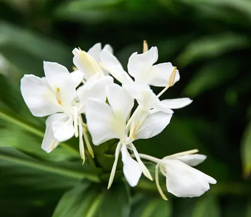 (White Ginger Lily)
