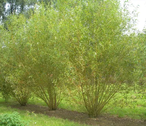Basket Willow
(Salix viminalis)