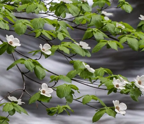 Cornus nuttallii
