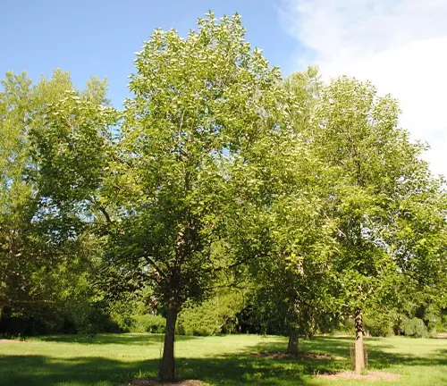Swamp Cottonwood
(Populus heterophylla)