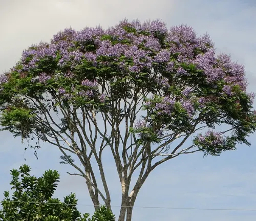 Jacaranda copaia