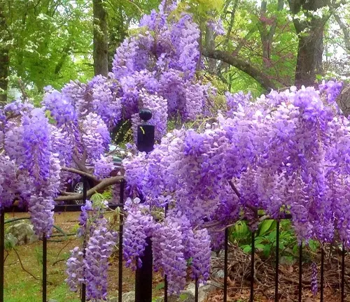 Kentucky Wisteria
(Wisteria macrostachya)