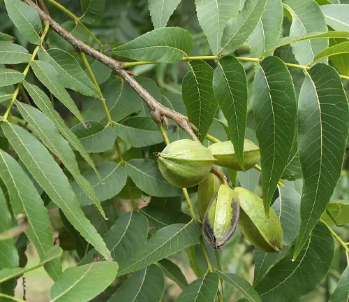 Pecan
(Carya illinoinensis)
