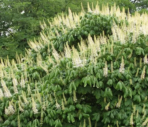 Dwarf Buckeye
(Aesculus sylvatica)