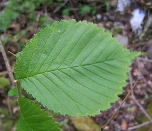 Wych Elm
(Ulmus glabra 'Camperdownii')