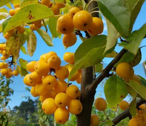 Malus 'Golden Hornet'
(Golden Hornet Crabapple)