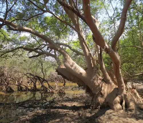 Avicennia marina