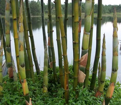 Timber Bamboo
(Phyllostachys edulis)