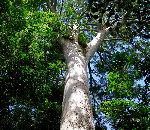 Agathis lanceolata
(Dwarf Kauri)