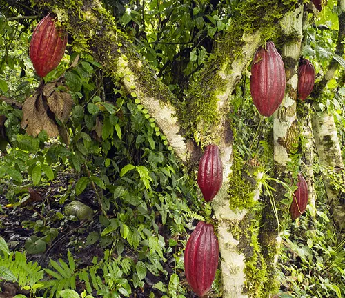 Amazonian Cacao
(Theobroma cacao var. sphaerocarpum)