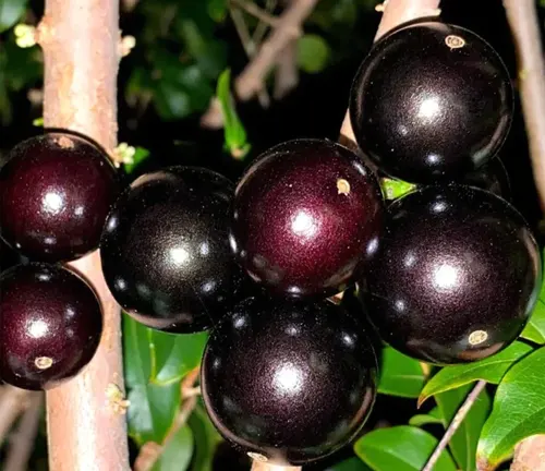 Plinia aureana
(Sabará Jabuticaba)