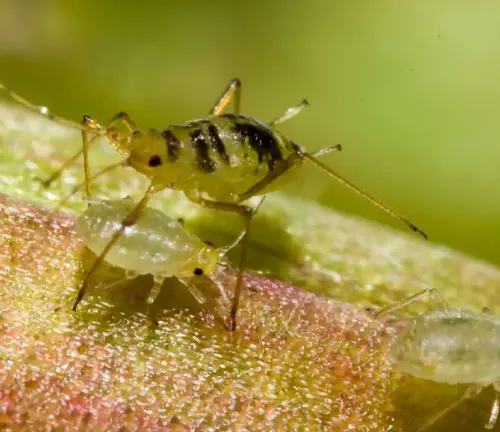 Close-up of a Golden Bamboo aphid on a leaf