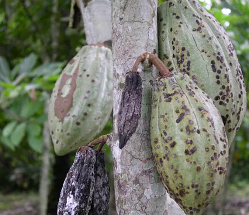 Criollo Cacao pods hanging from a tree trunk