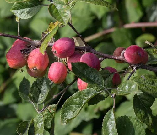 Sargent Crabapple Tree with red fruit