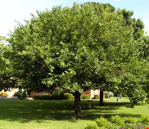 White Mulberry tree in a park with a red brick building in the background