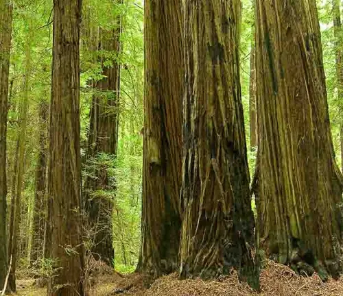 Coast Redwood
(Sequoia sempervirens)