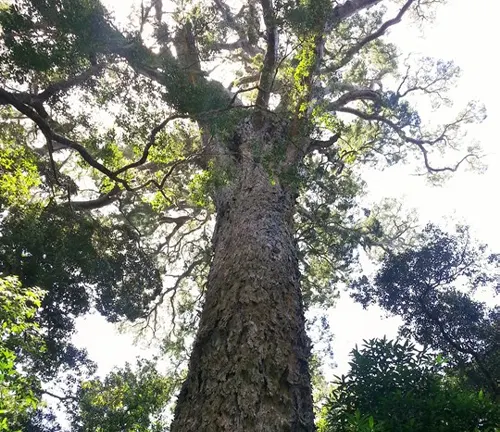 Yellowwood
(Afrocarpus falcatus)