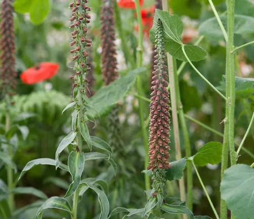 Close-up of Digitalis parviflora plant with red flowers and green leaves in a garden setting