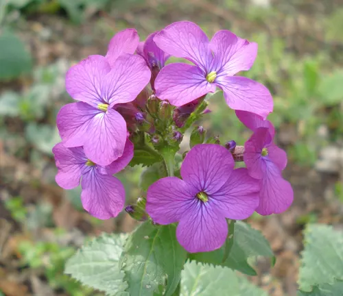 Lunaria annua
(Honesty Plant or Money Plant)