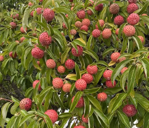 Cornus capitata
