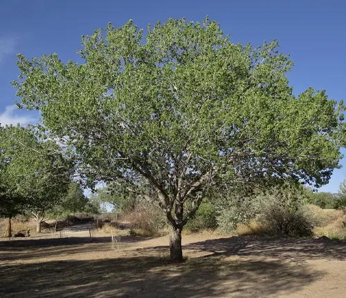 Rio Grande Cottonwood

(Populus deltoides ssp. wislizeni)