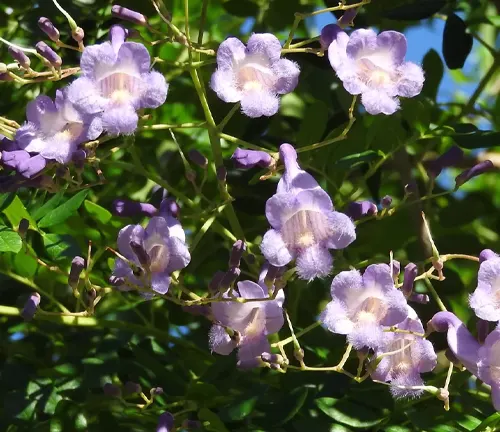 Jacaranda caerulea