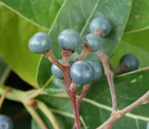 Persea caerulea