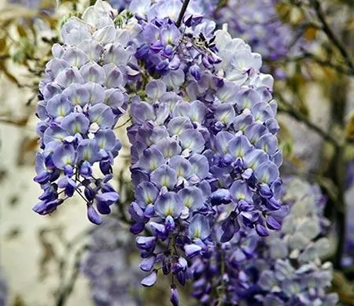 Blue Moon Wisteria
(Wisteria macrostachya 'Blue Moon')