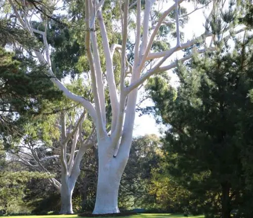 Eucalyptus citriodora