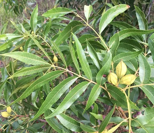 Water Hickory
(Carya aquatica)