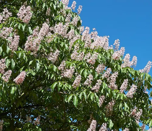 Indian Horse Chestnut
(Aesculus indica)