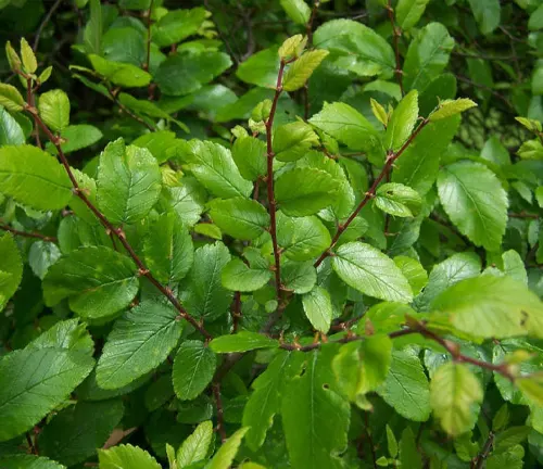 Cedar Elm
(Ulmus crassifolia)
