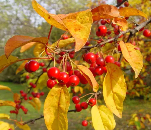 Malus hupehensis
(Tea Crabapple)