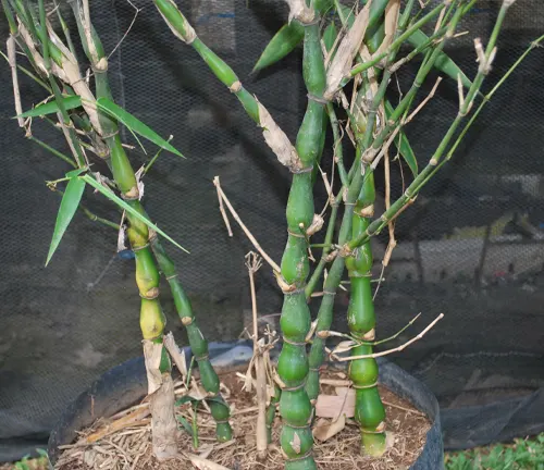 Buddha's Belly Bamboo
(Bambusa ventricosa)