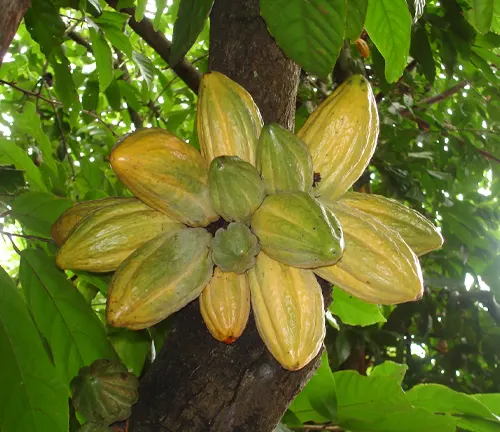 Beniano
(Theobroma cacao var. beniano)